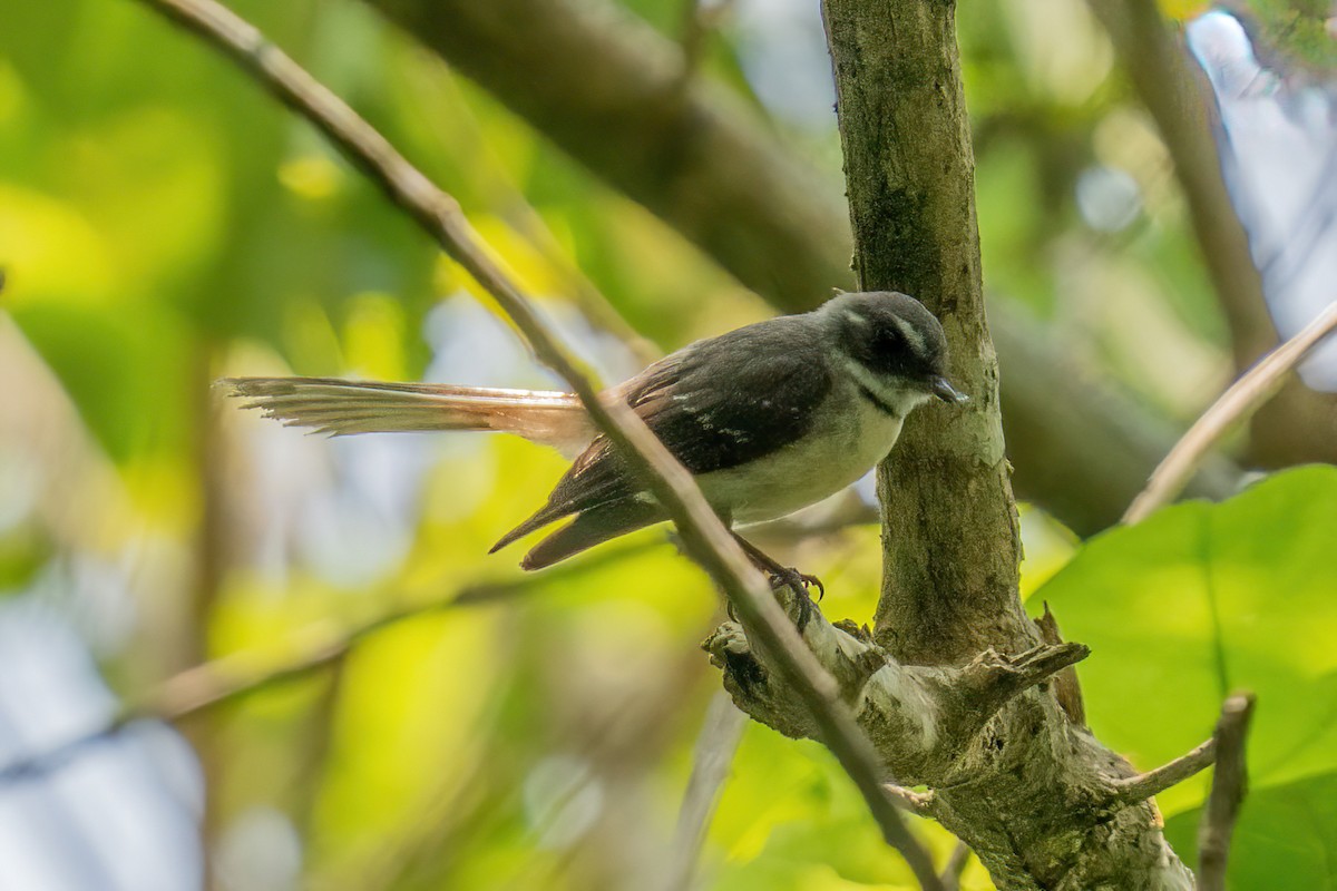 Gray Fantail - ML645775404