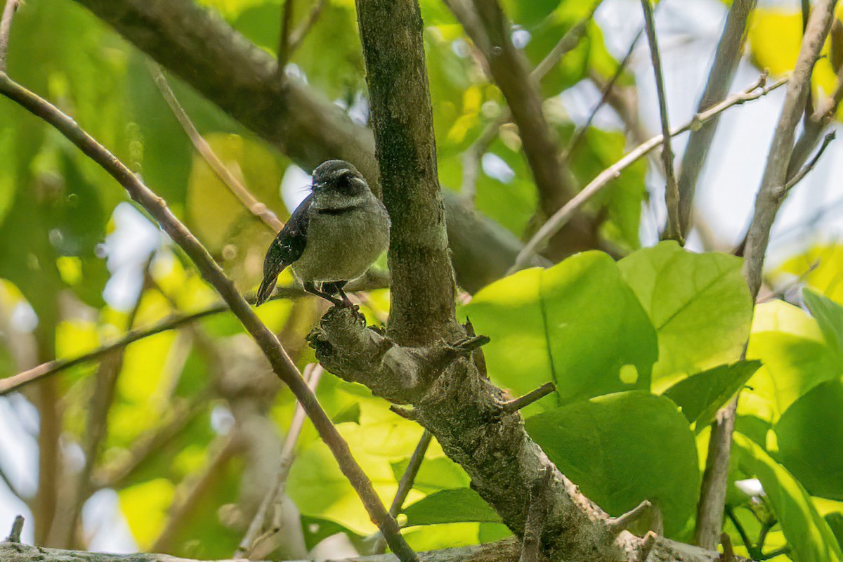 Gray Fantail - ML645775405