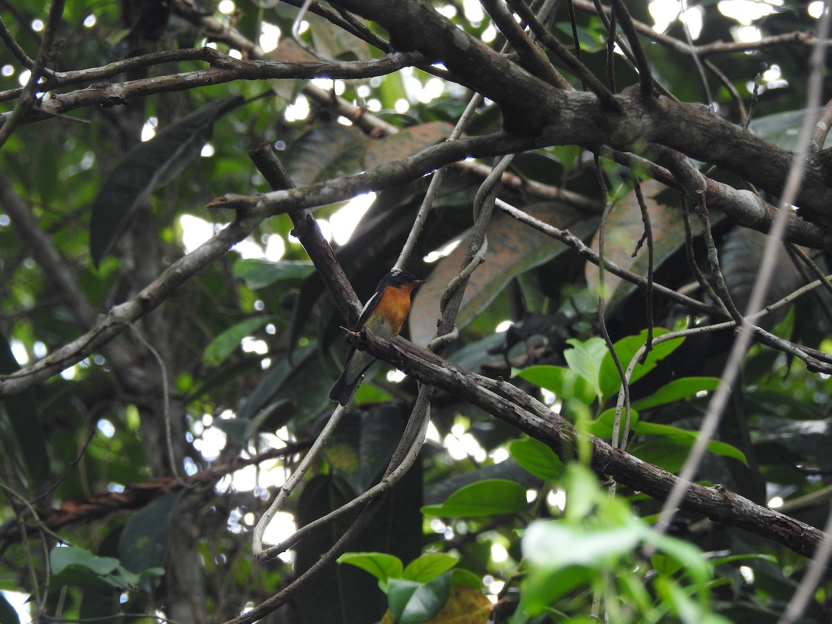 Mugimaki Flycatcher - ML645775407