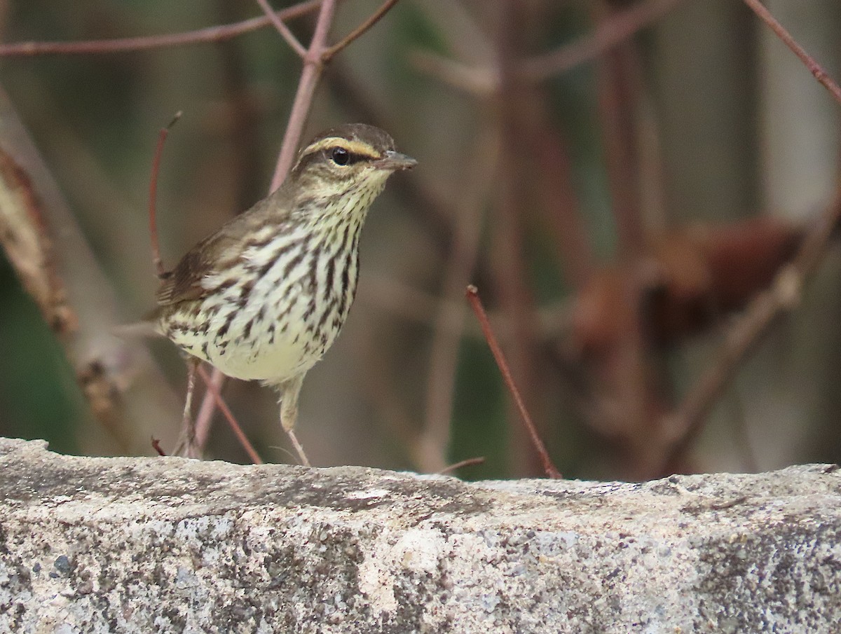 Northern Waterthrush - ML645775412