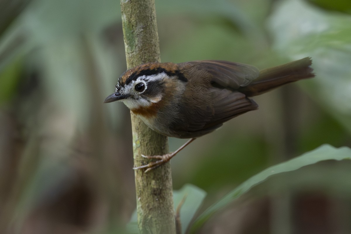 Rufous-throated Fulvetta - ML645775414