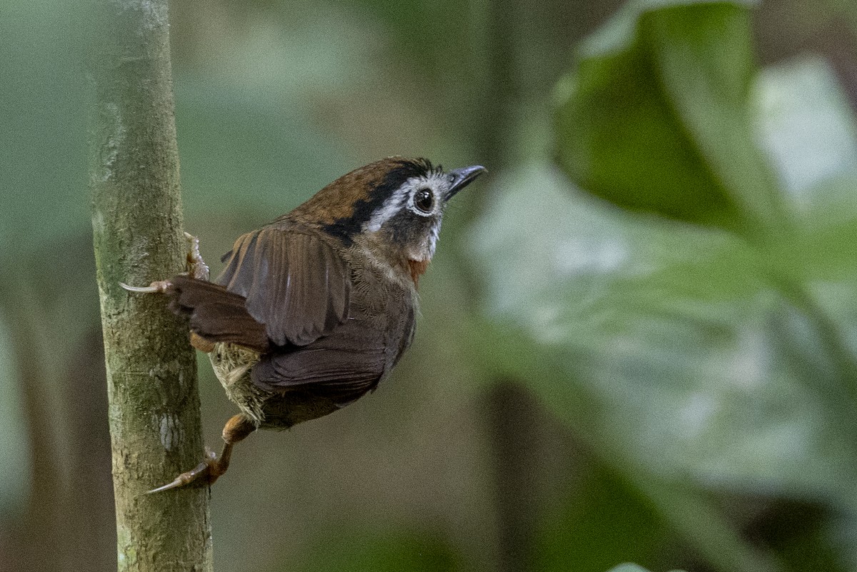 Rufous-throated Fulvetta - ML645775416