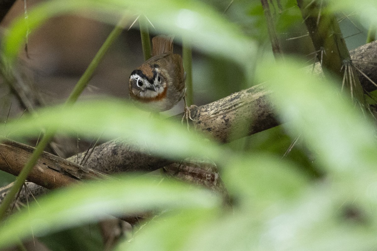 Rufous-throated Fulvetta - ML645775417