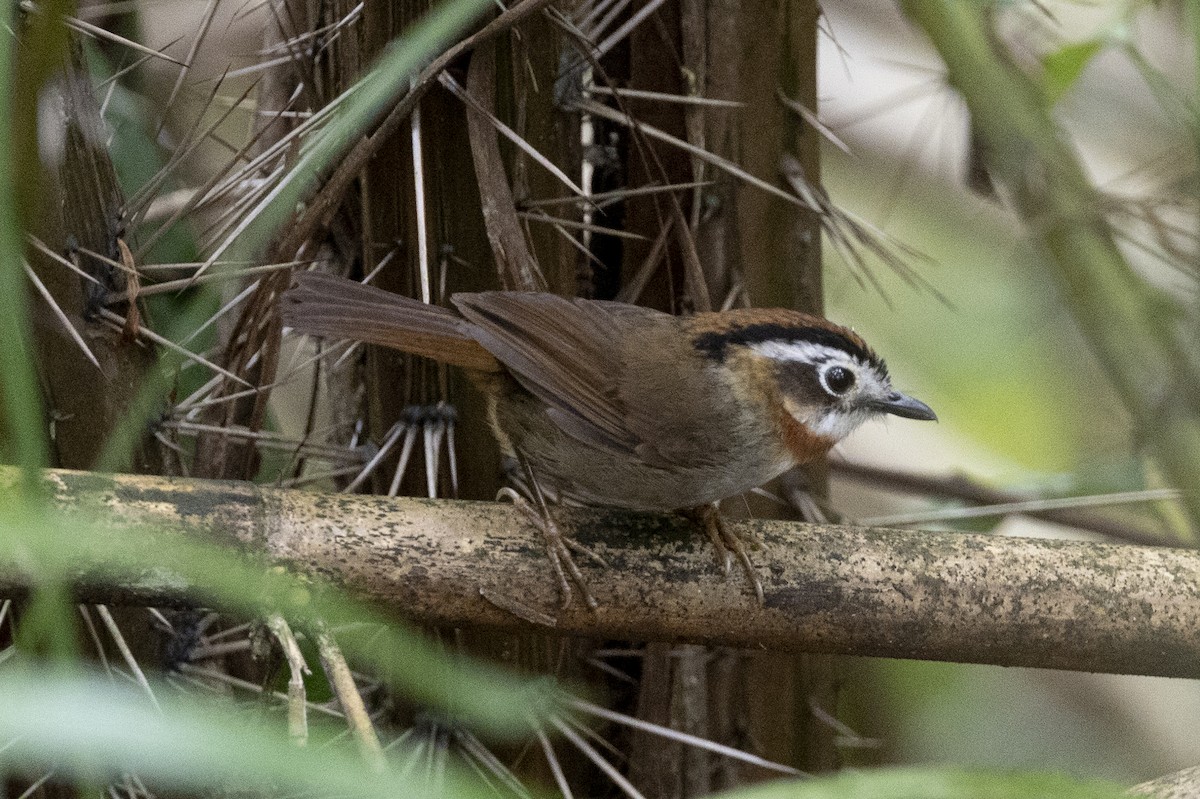 Rufous-throated Fulvetta - ML645775419