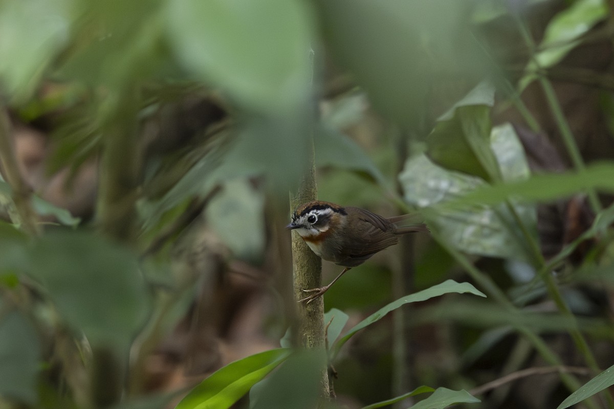 Rufous-throated Fulvetta - ML645775420
