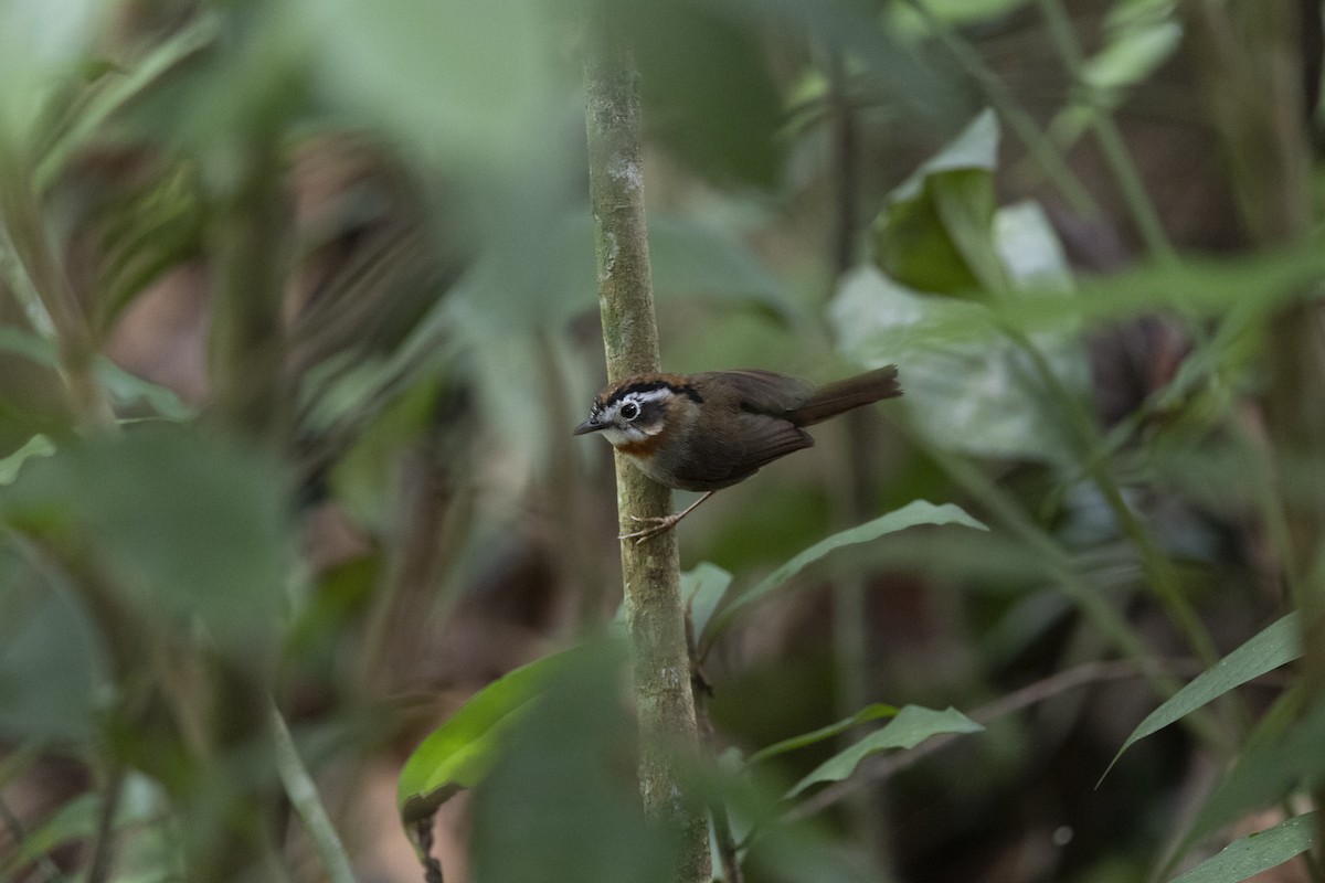 Rufous-throated Fulvetta - ML645775421
