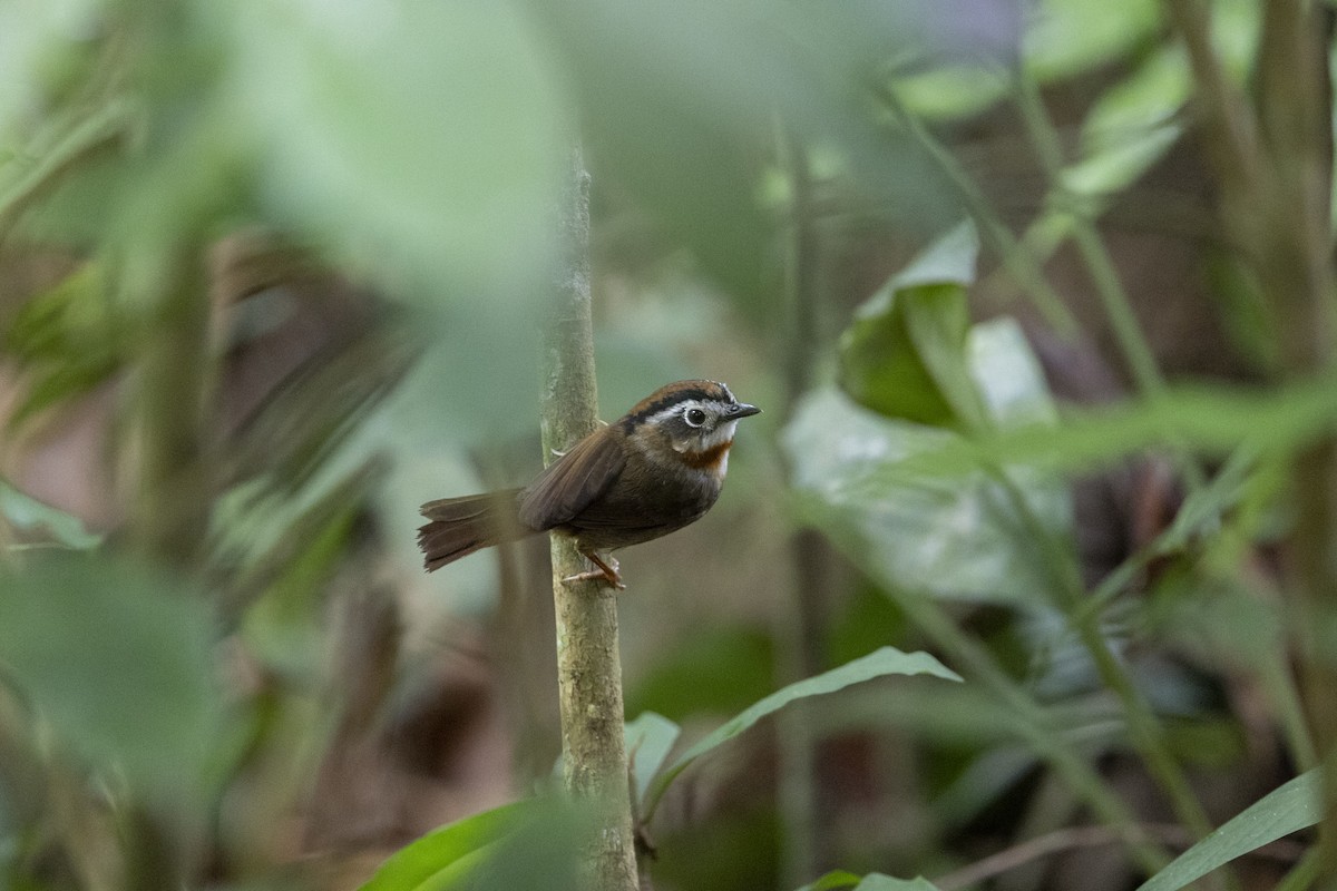 Rufous-throated Fulvetta - ML645775422