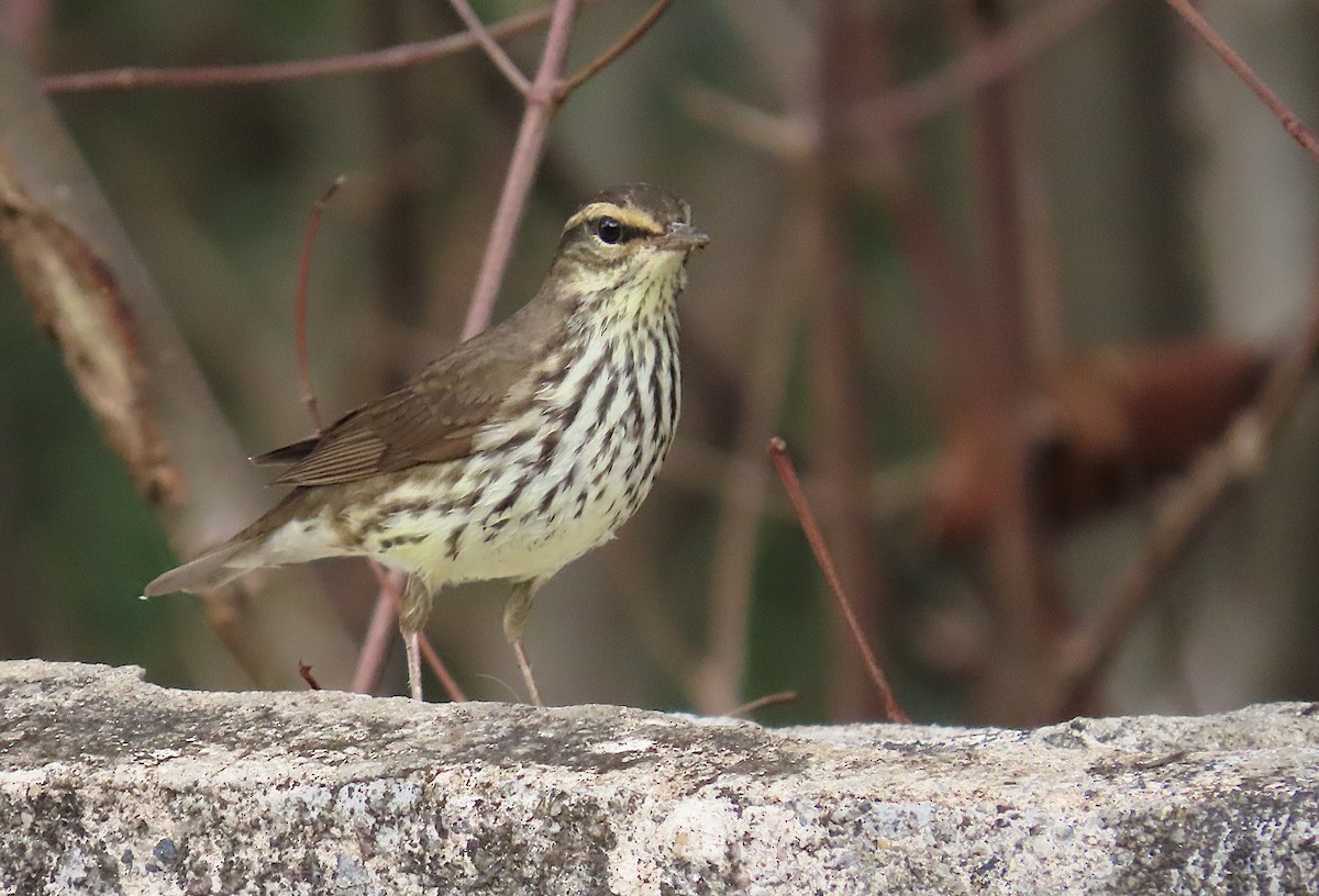 Northern Waterthrush - ML645775423