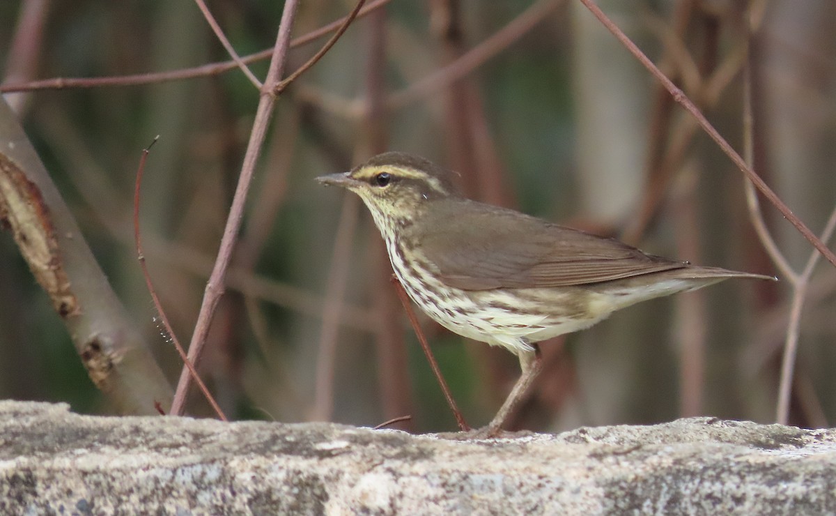 Northern Waterthrush - ML645775437