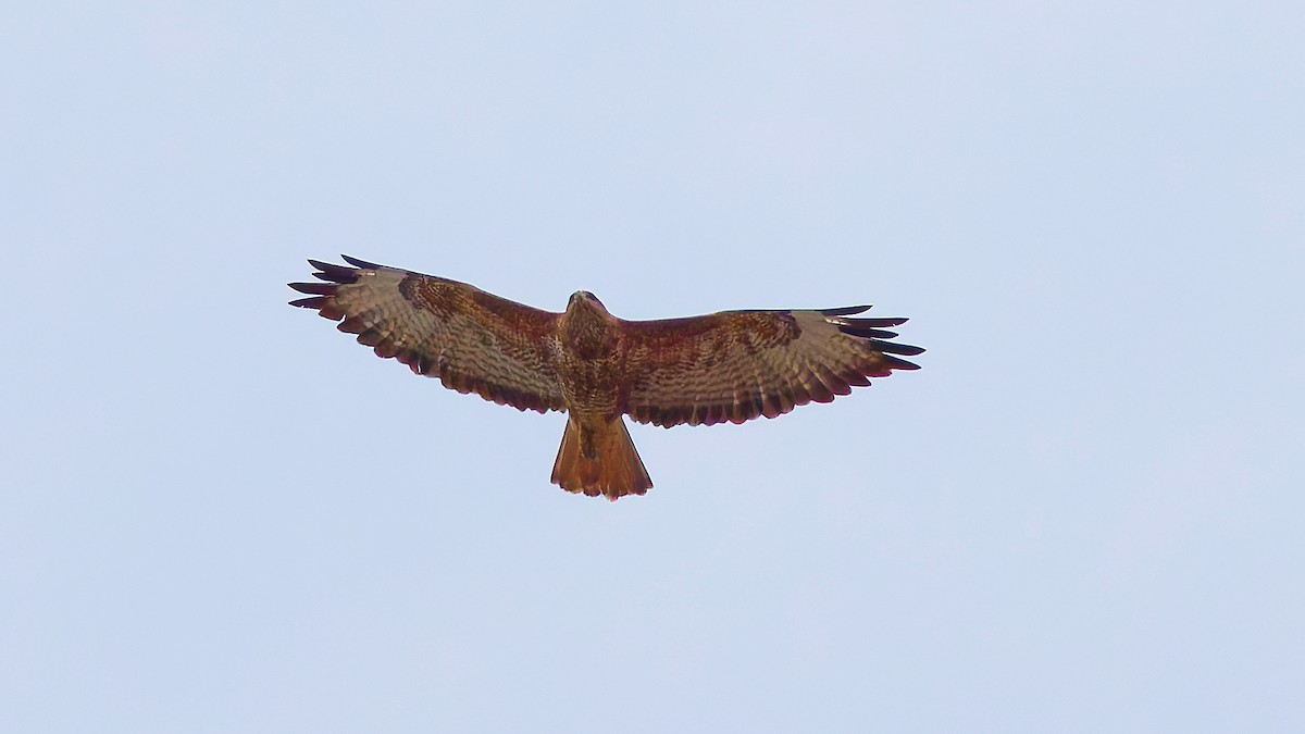 ørnvåk - ML645775442