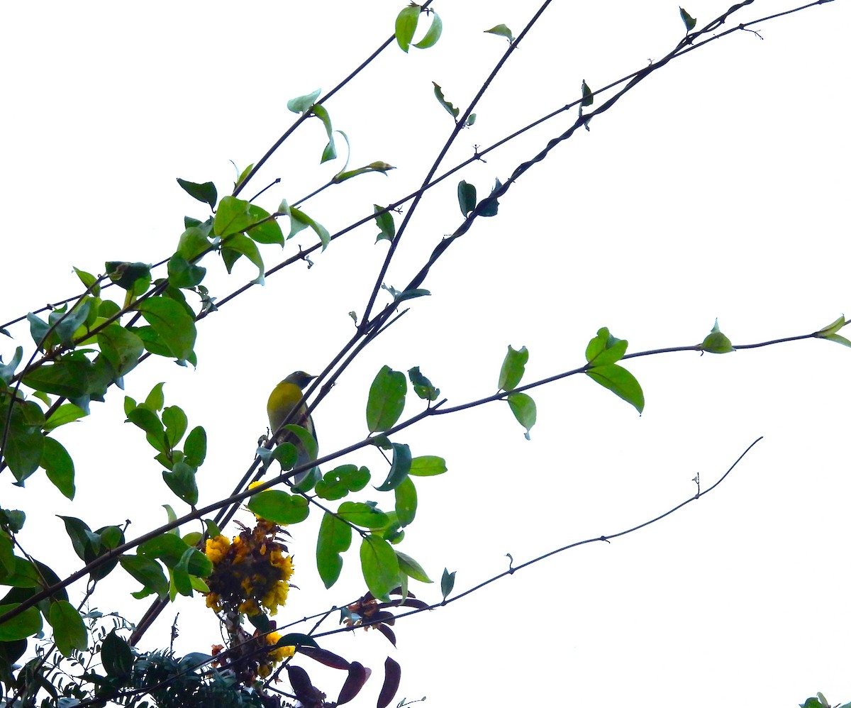 Gray-headed Bulbul - ML645775444