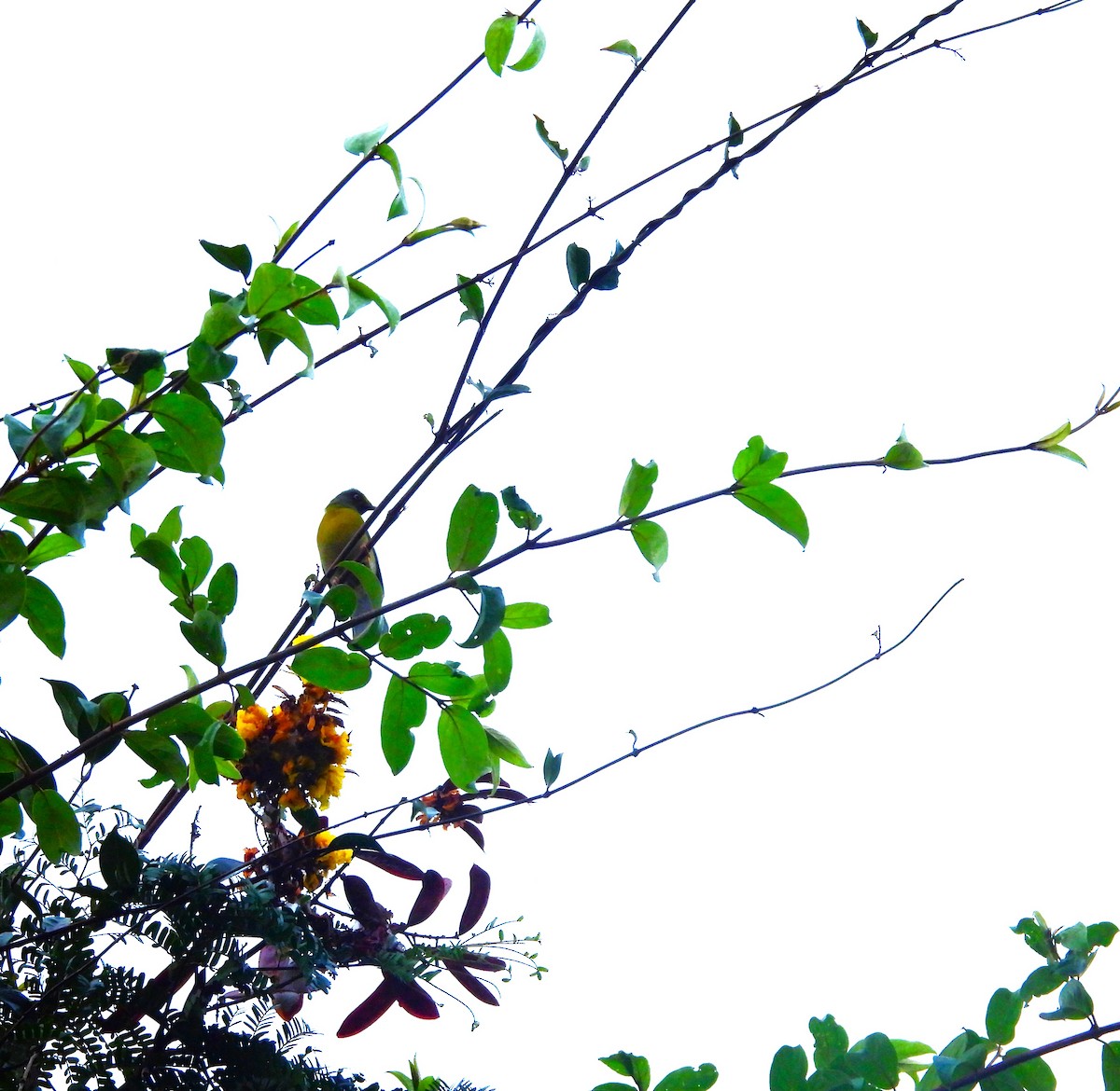 Gray-headed Bulbul - ML645775445