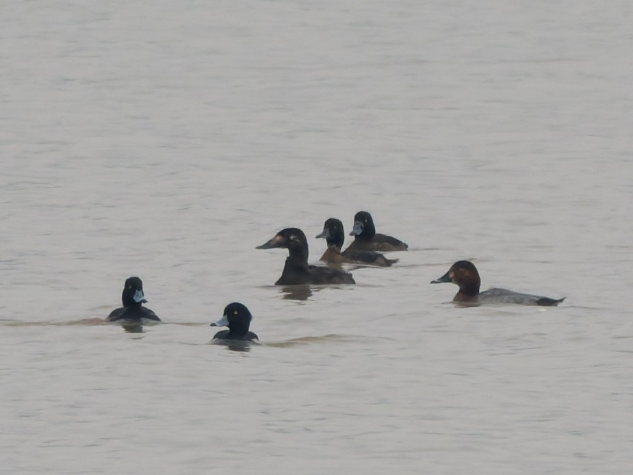 Stejneger's Scoter - ML645775448