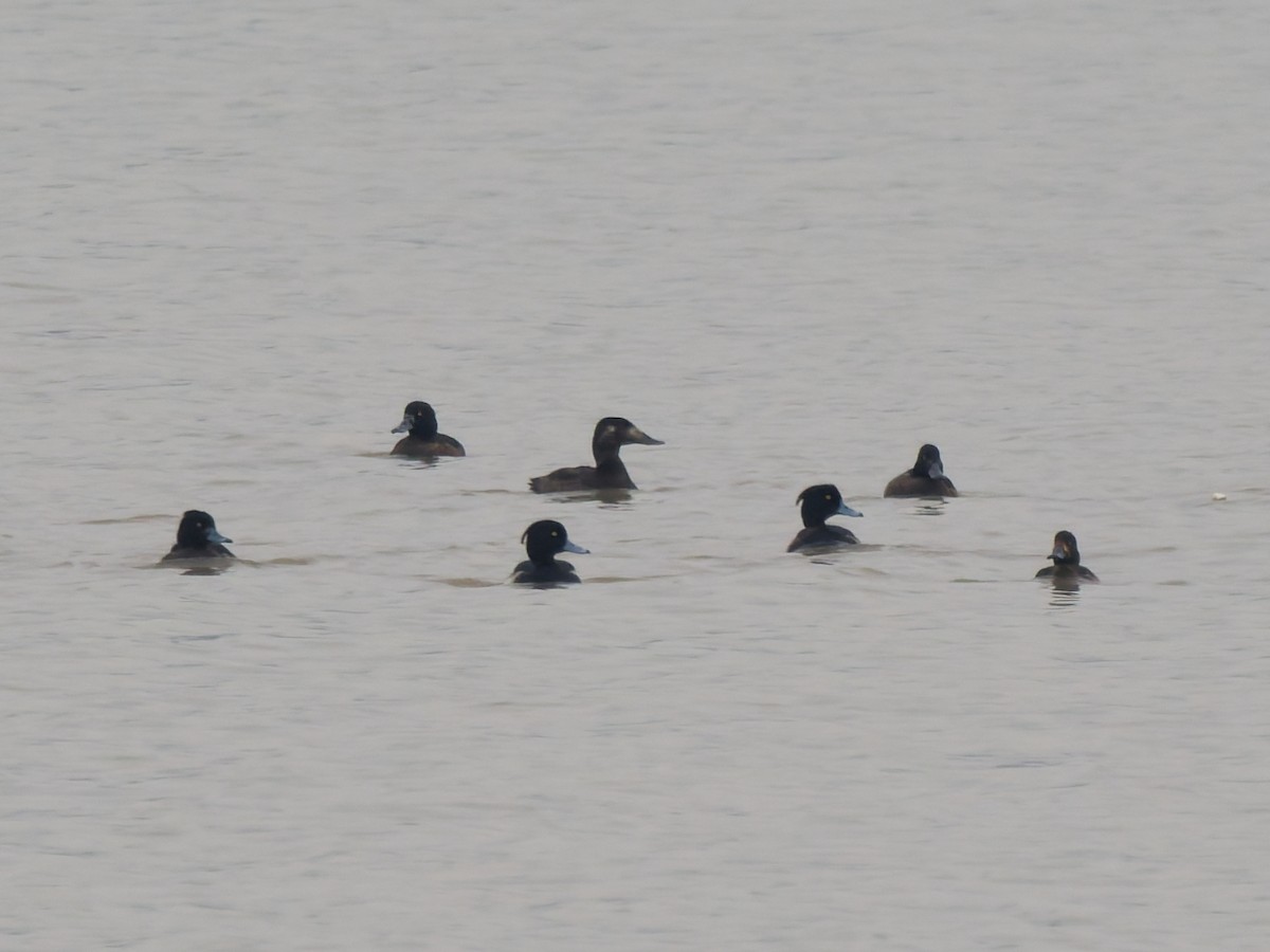 Stejneger's Scoter - ML645775449