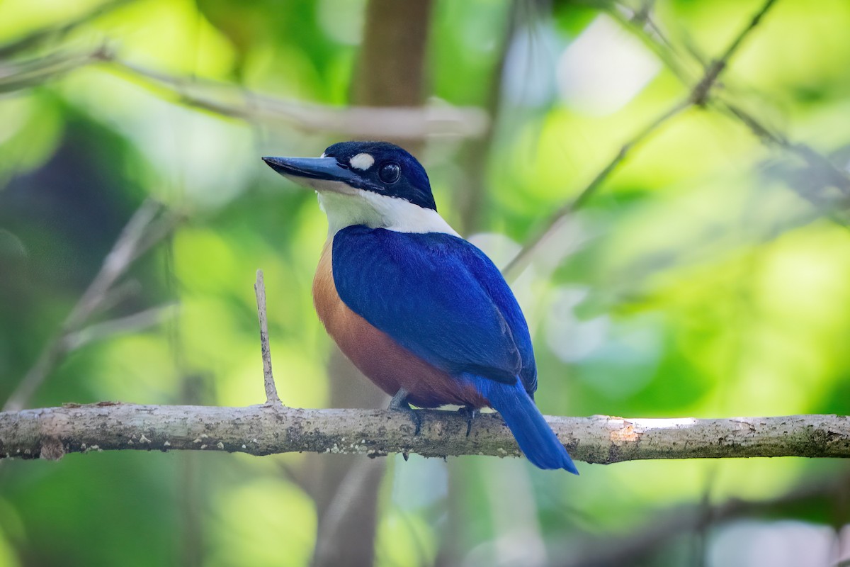 Vanuatu Kingfisher - ML645775464