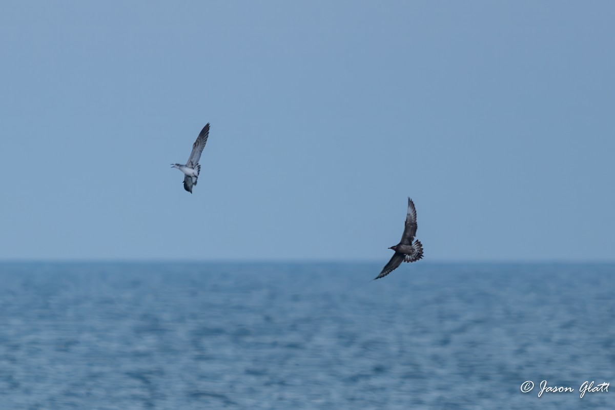 Parasitic Jaeger - ML645775465