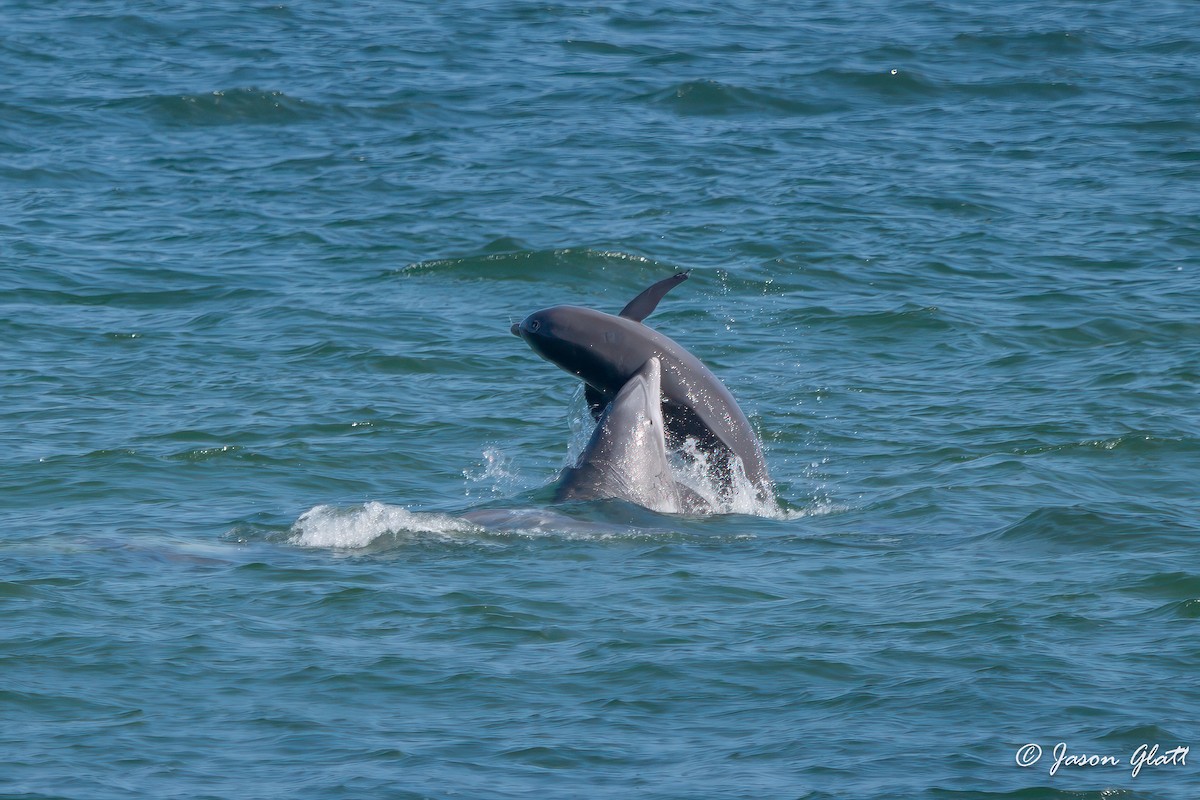 Animals - ML645775469