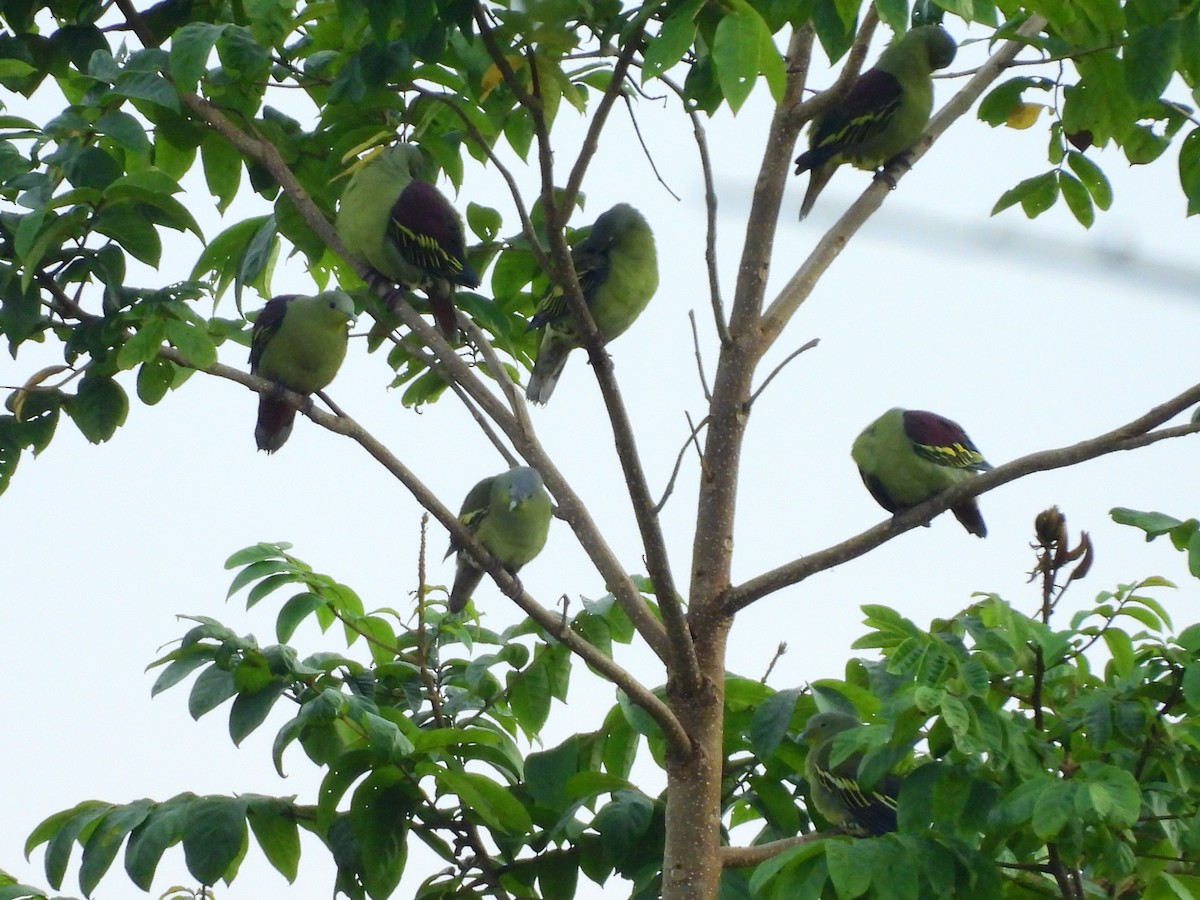 Gray-fronted Green-Pigeon - ML645775471