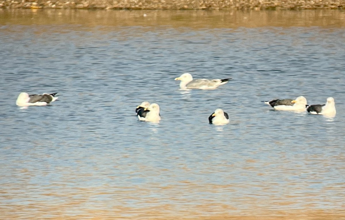 Lesser Black-backed Gull - ML645775477