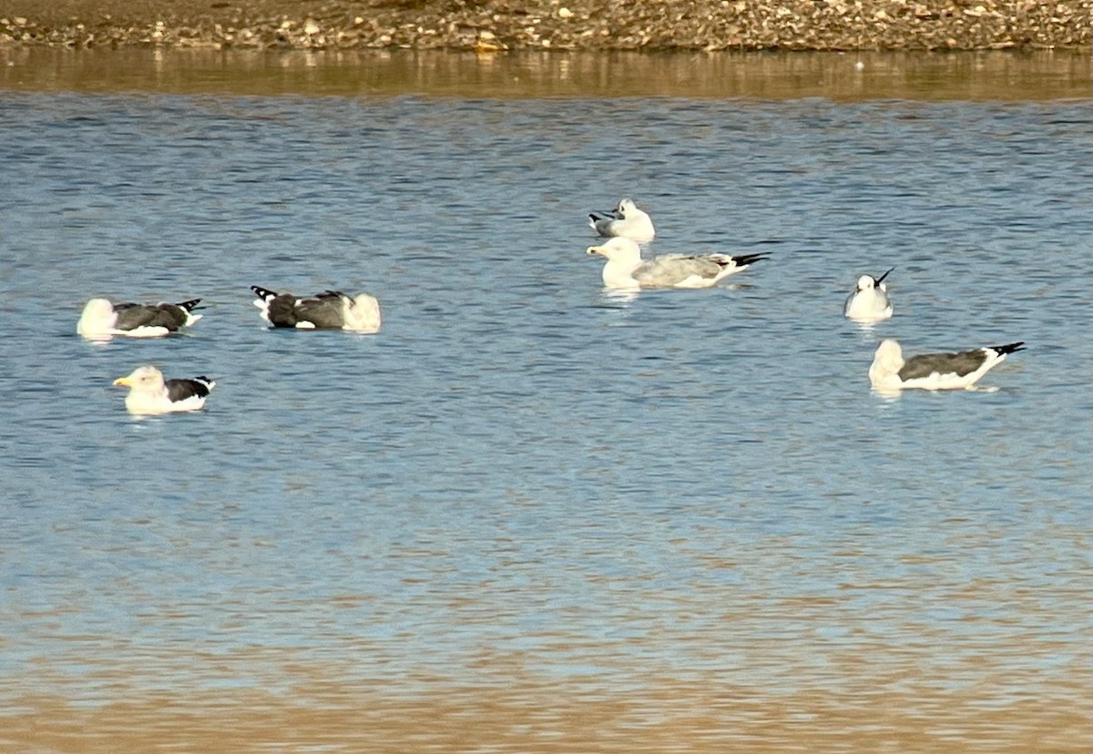 Lesser Black-backed Gull - ML645775478
