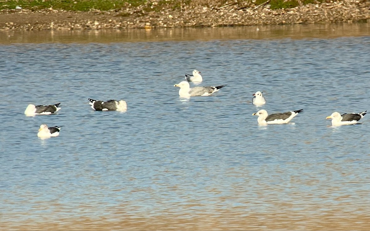 Lesser Black-backed Gull - ML645775479