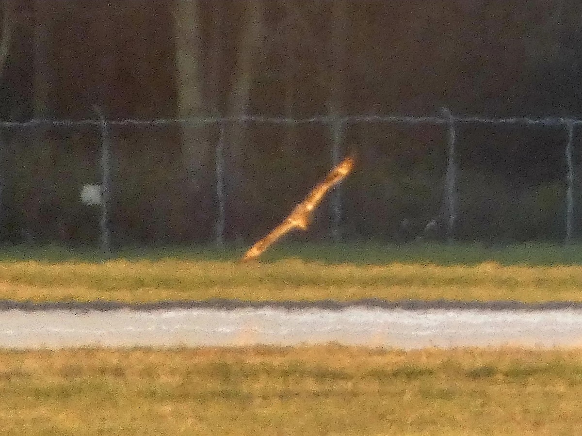 Short-eared Owl - ML645775485