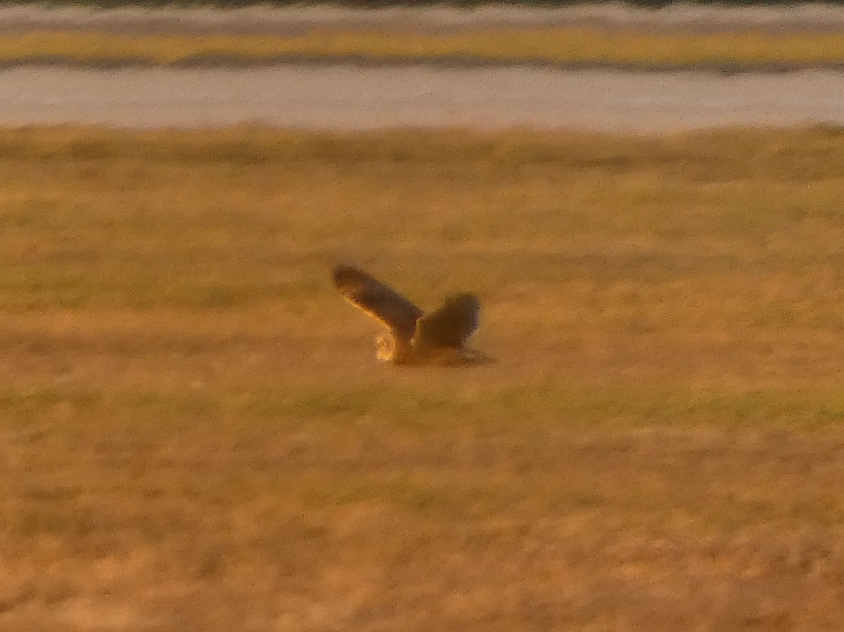 Short-eared Owl - ML645775490