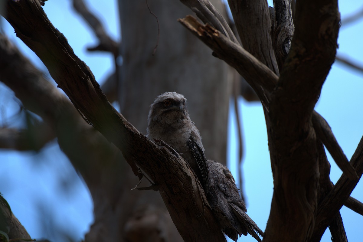 Tawny Frogmouth - ML645775498