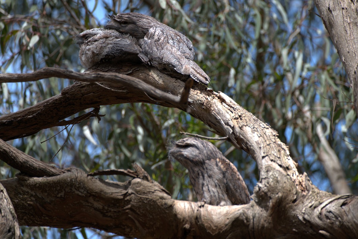 Tawny Frogmouth - ML645775499