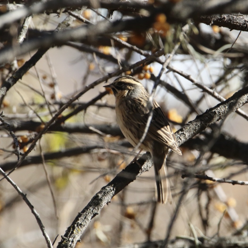 Schwarzkehlbraunelle - ML645775506