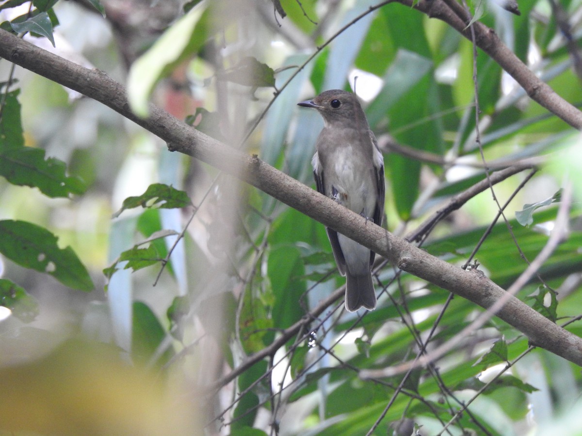 Blue-and-white Flycatcher - ML645775508