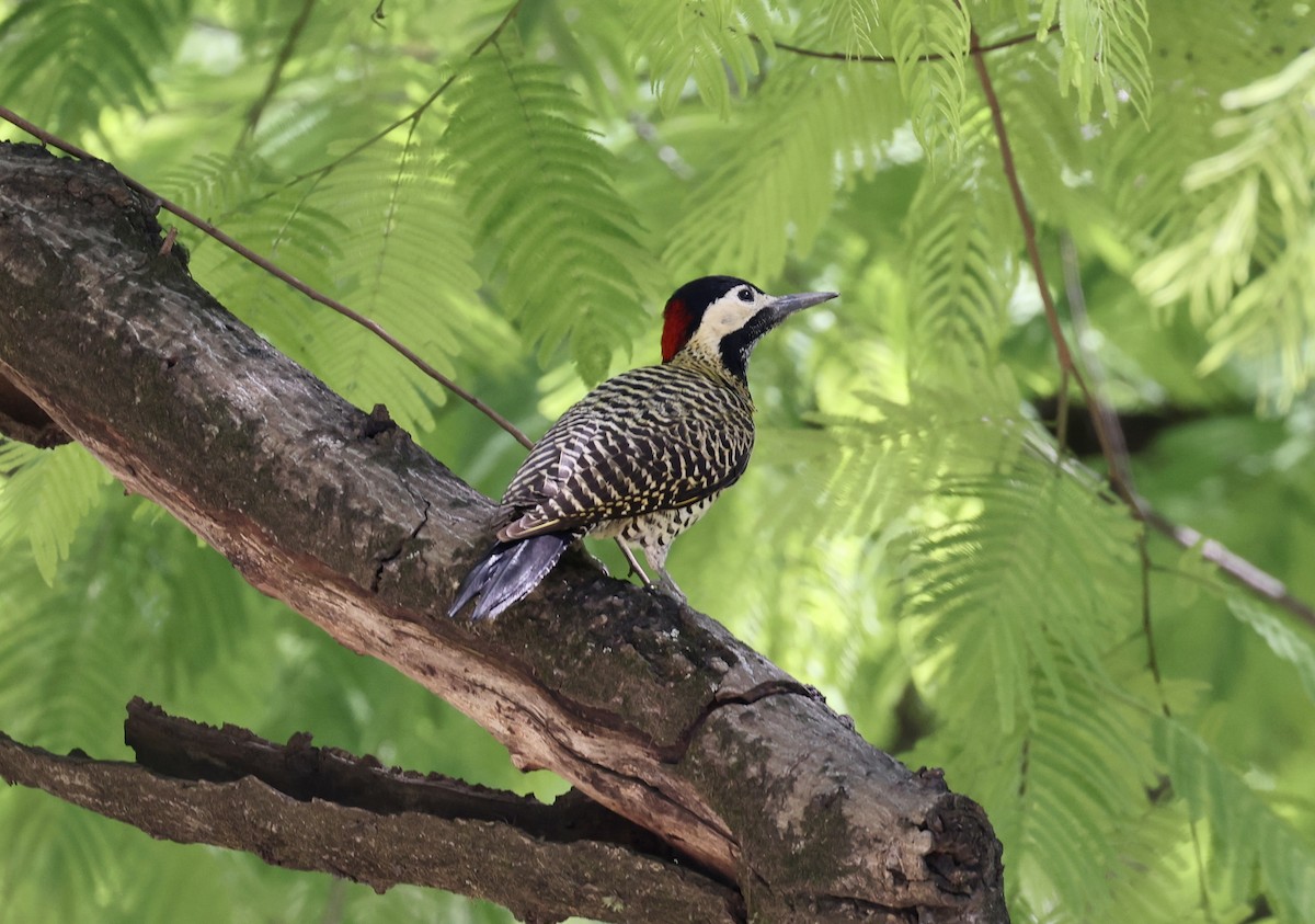 Green-barred Woodpecker - ML645775511