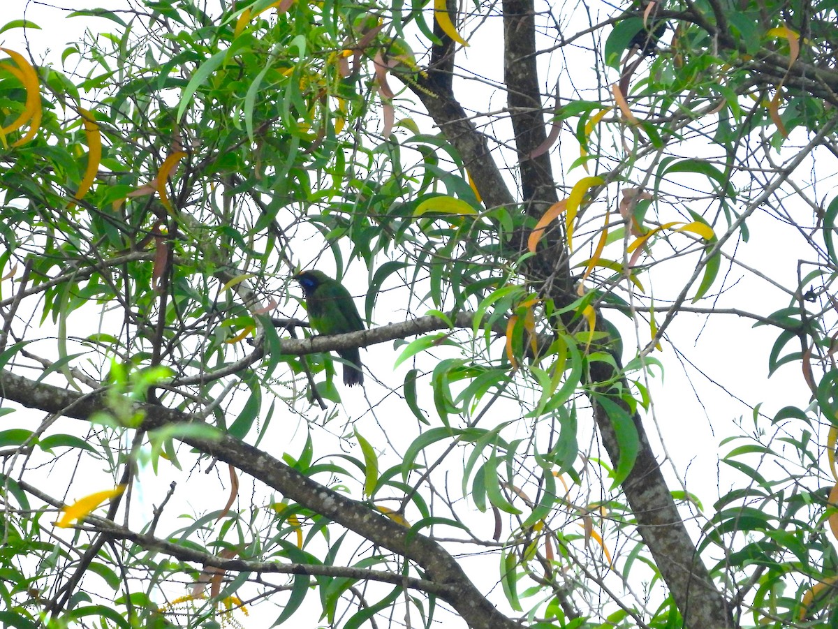 Золотолобая листовка - ML645775542