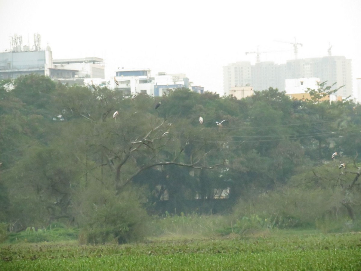 Painted Stork - ML645775555