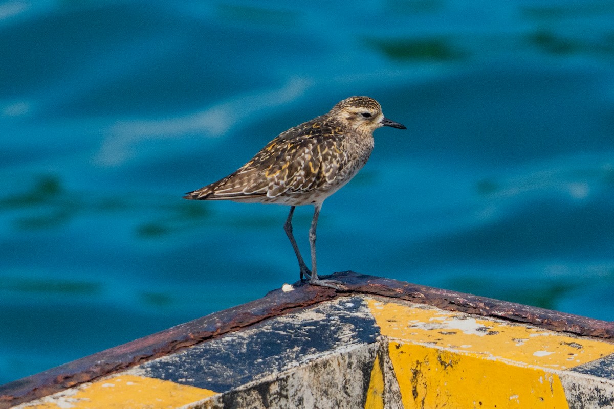 Pacific Golden-Plover - ML645775557