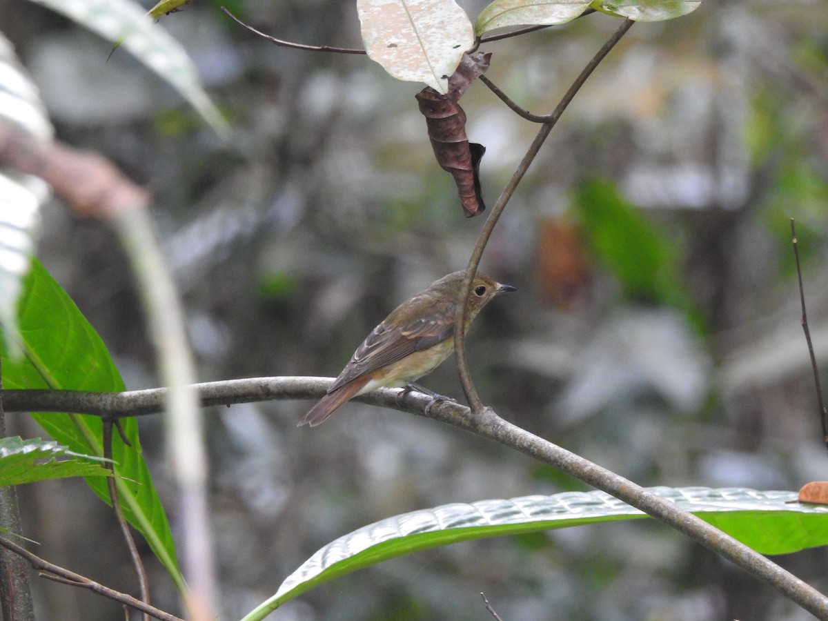 黃眉黃鶲 - ML645775560