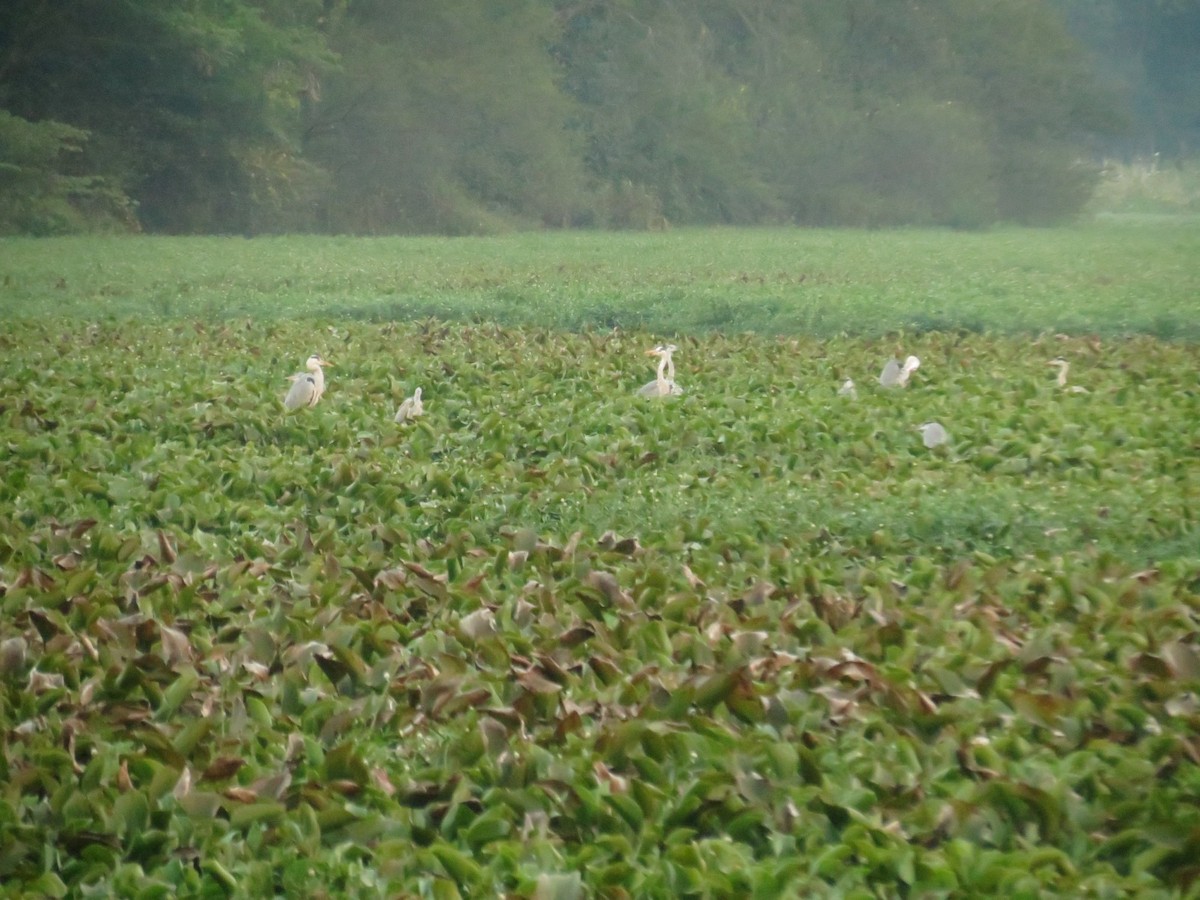 Gray Heron - ML645775561