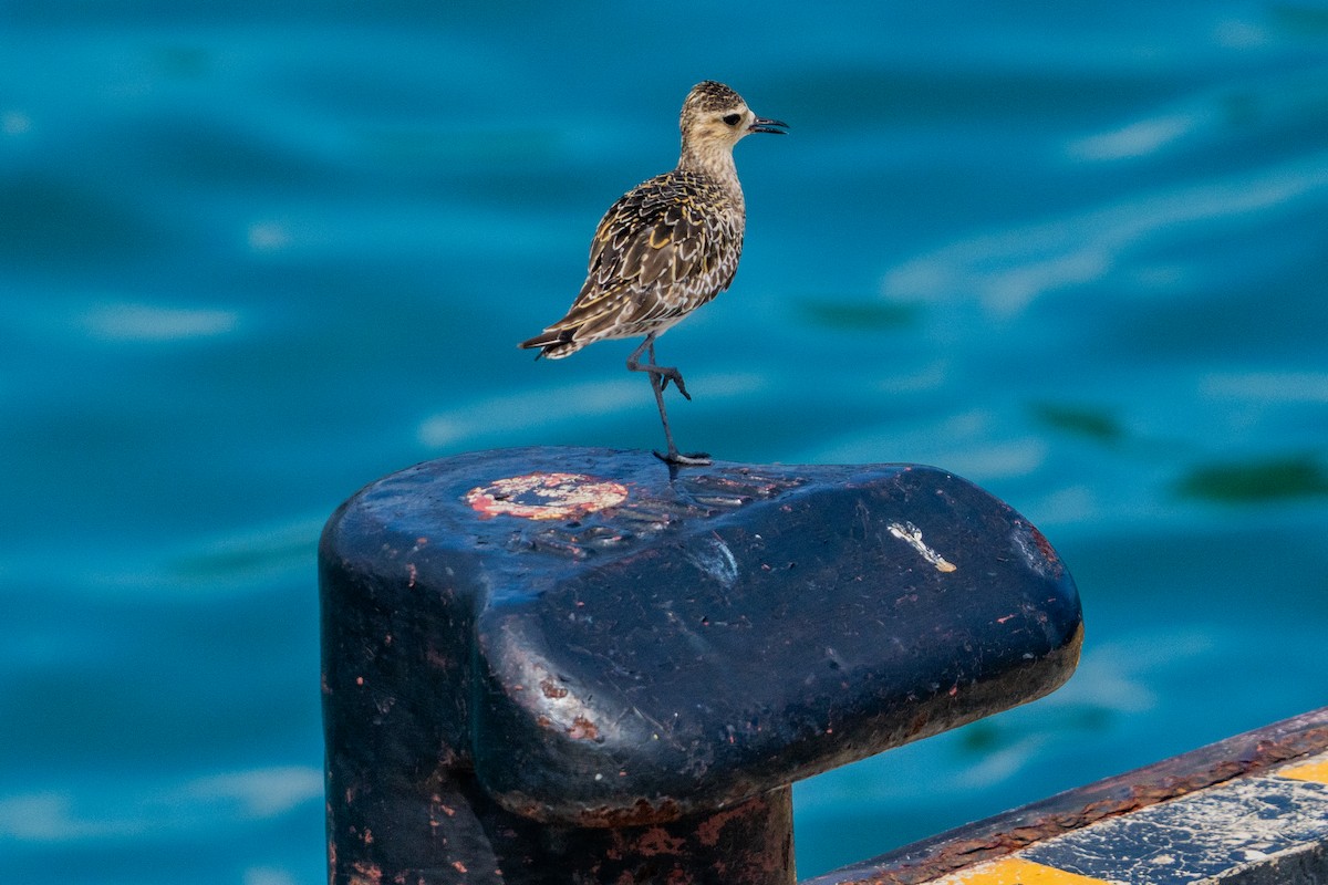 Pacific Golden-Plover - ML645775567