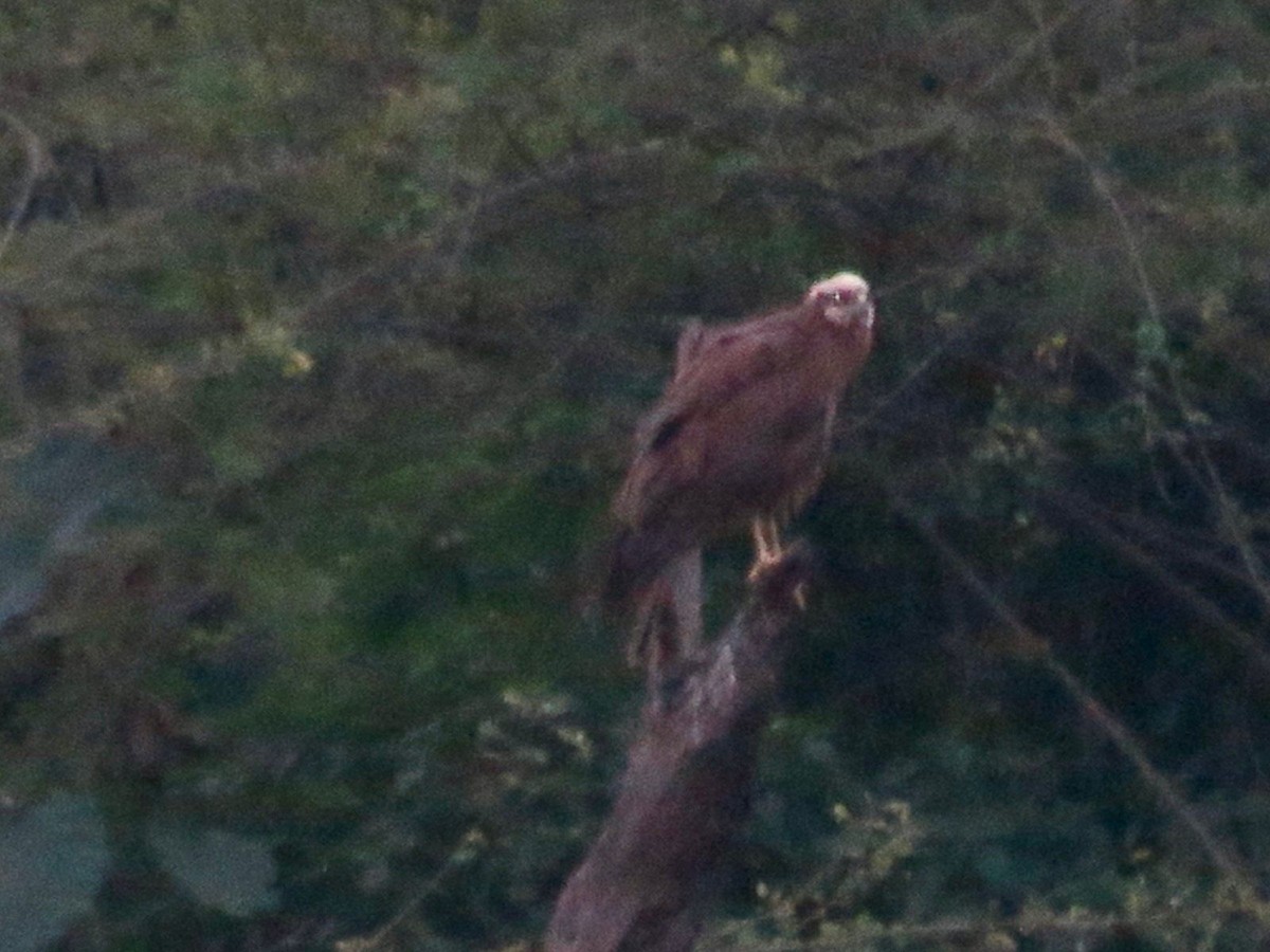 Western Marsh Harrier - ML645775569