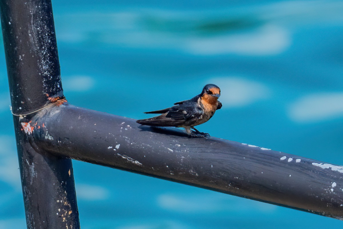 Pacific Swallow - ML645775577