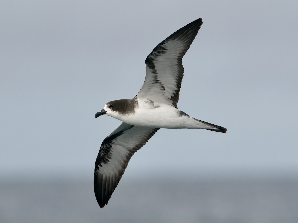 buřňák tmavohřbetý - ML645775579