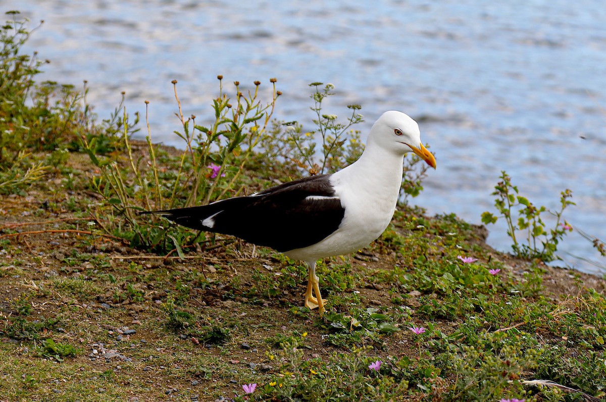 Lesser Black-backed Gull - ML645775587