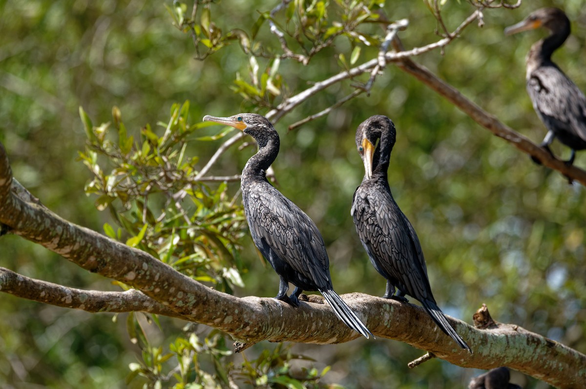 Neotropic Cormorant - ML645775590