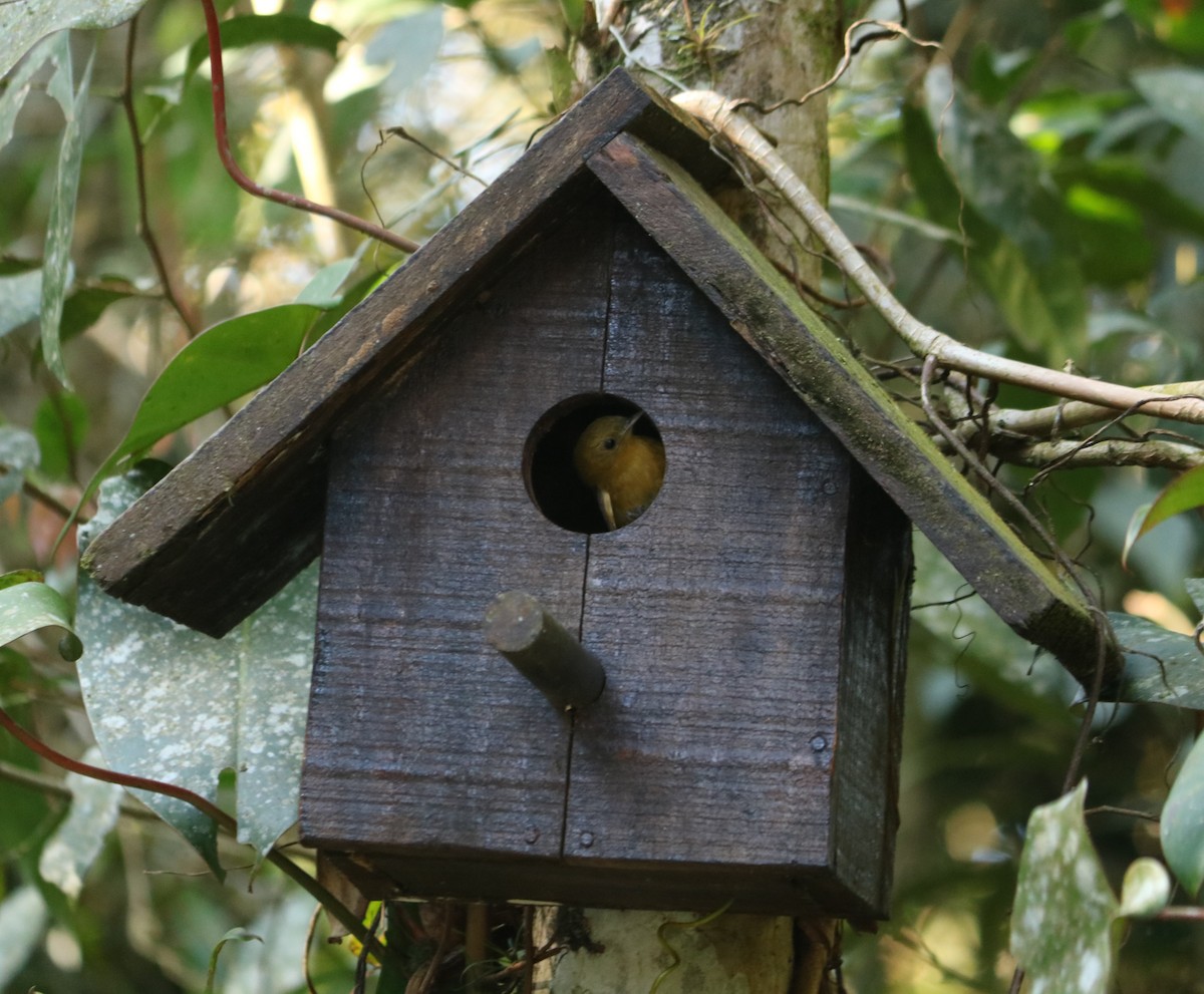 Olivaceous Woodcreeper - ML645775592