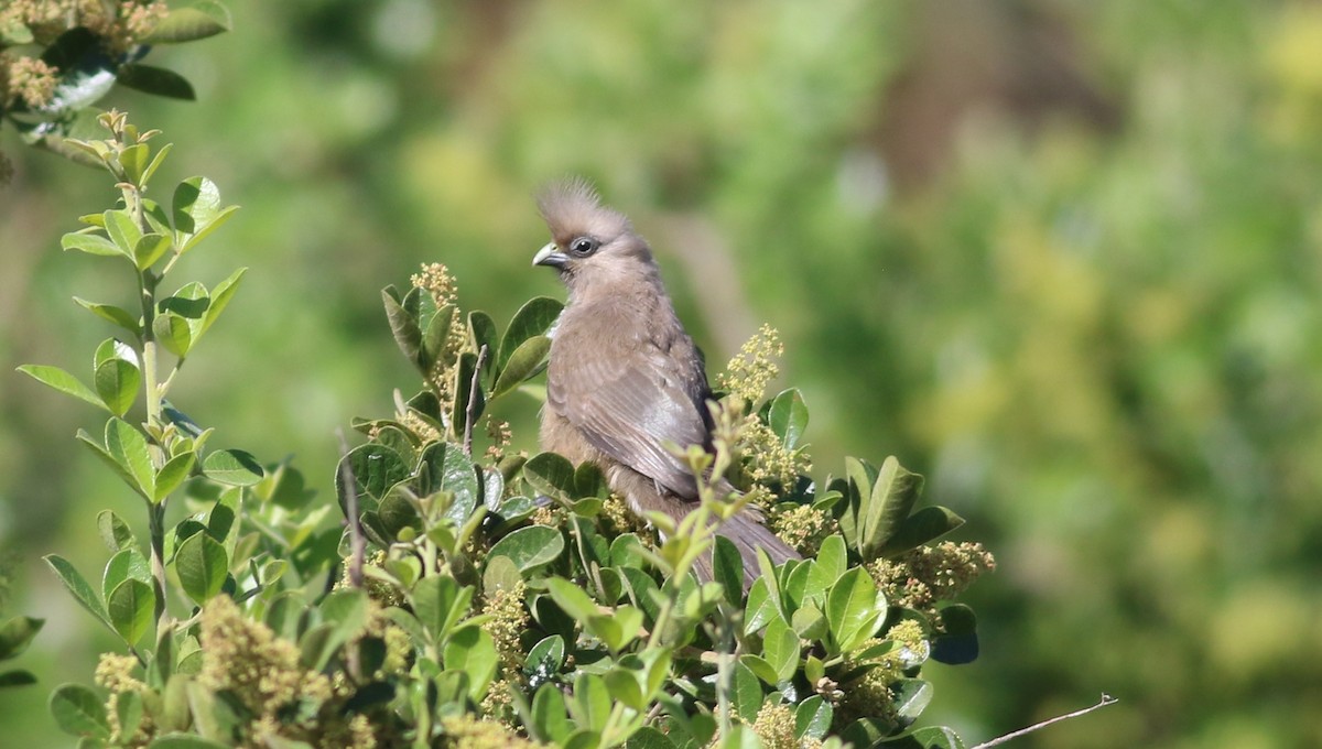 Speckled Mousebird - ML645775593
