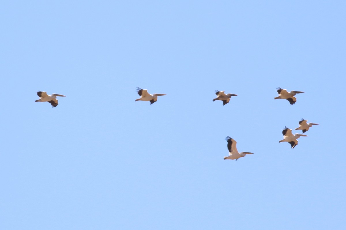 Great White Pelican - ML645775594