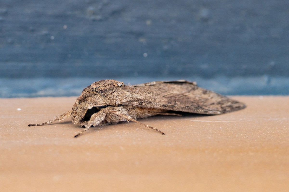 Animals - ML645775596