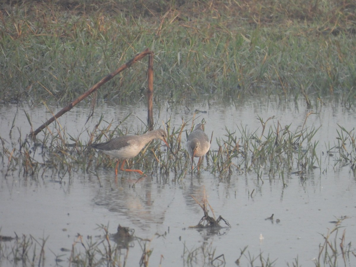 Kara Kızılbacak - ML645775598