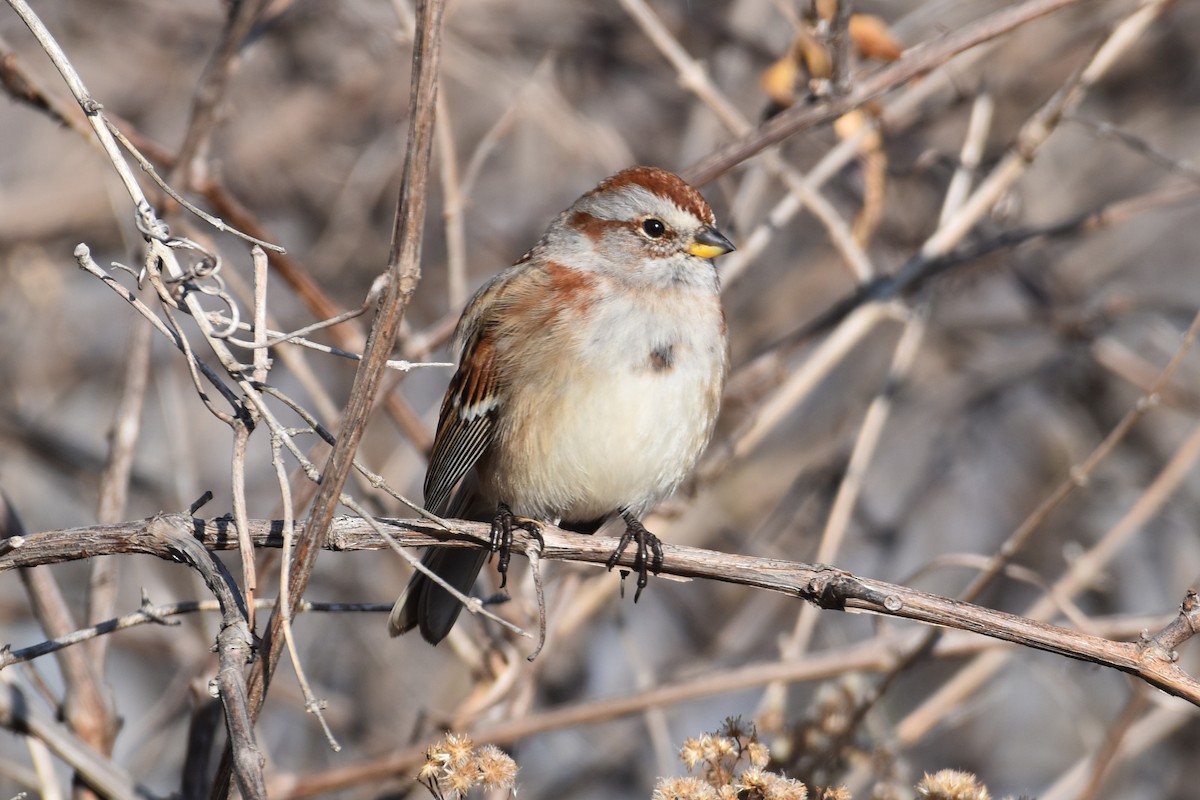American Tree Sparrow - ML645775599