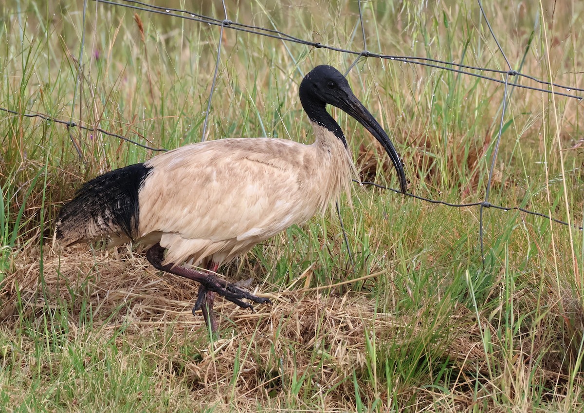 Australian Ibis - ML645775608